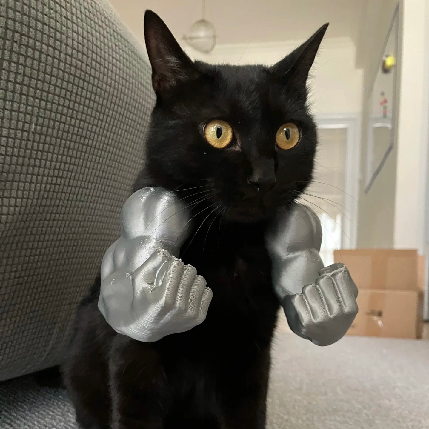 Muscular Arms for Pets