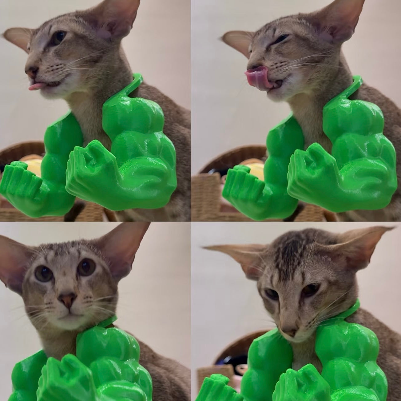 Muscular Arms for Pets